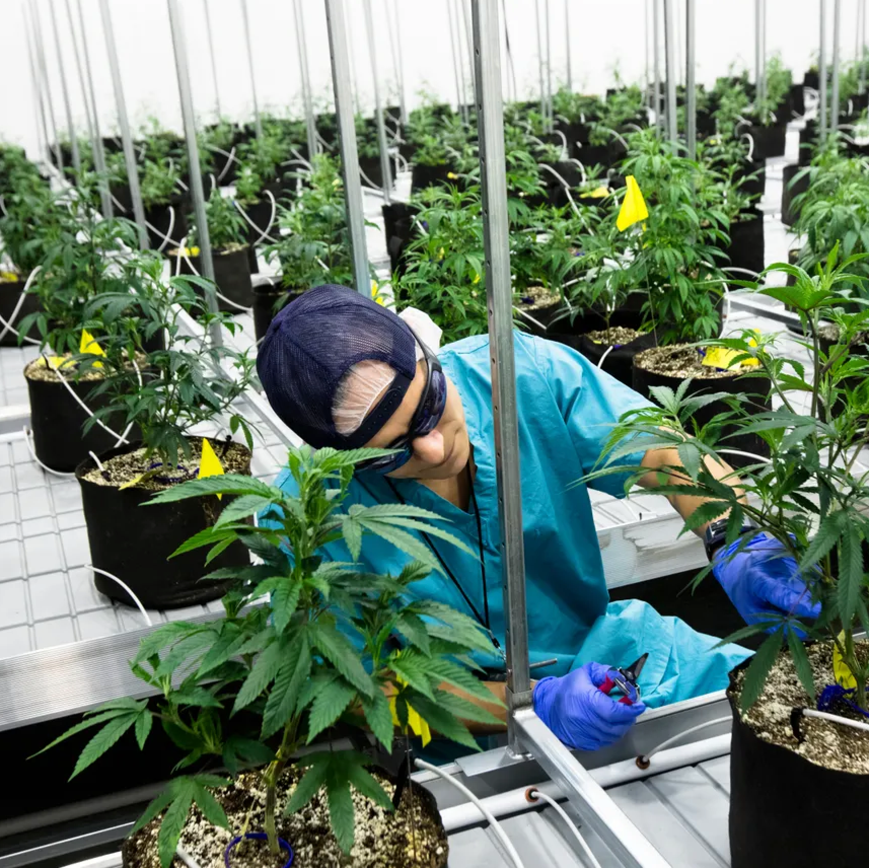 road trip cannabis is sourced from only the best cultivators in the world